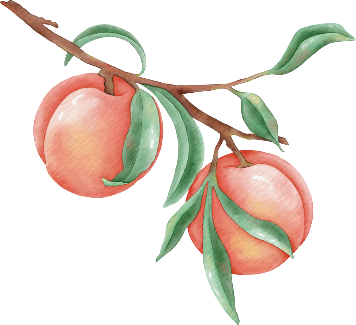 Botanical Watercolor with peach